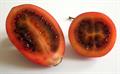 Solanum betaceum